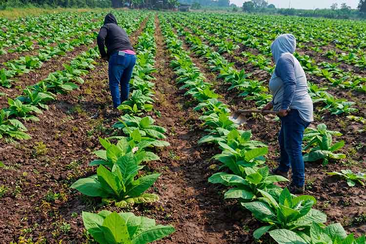Trabajadores cultivando surcos de tabaco en campo