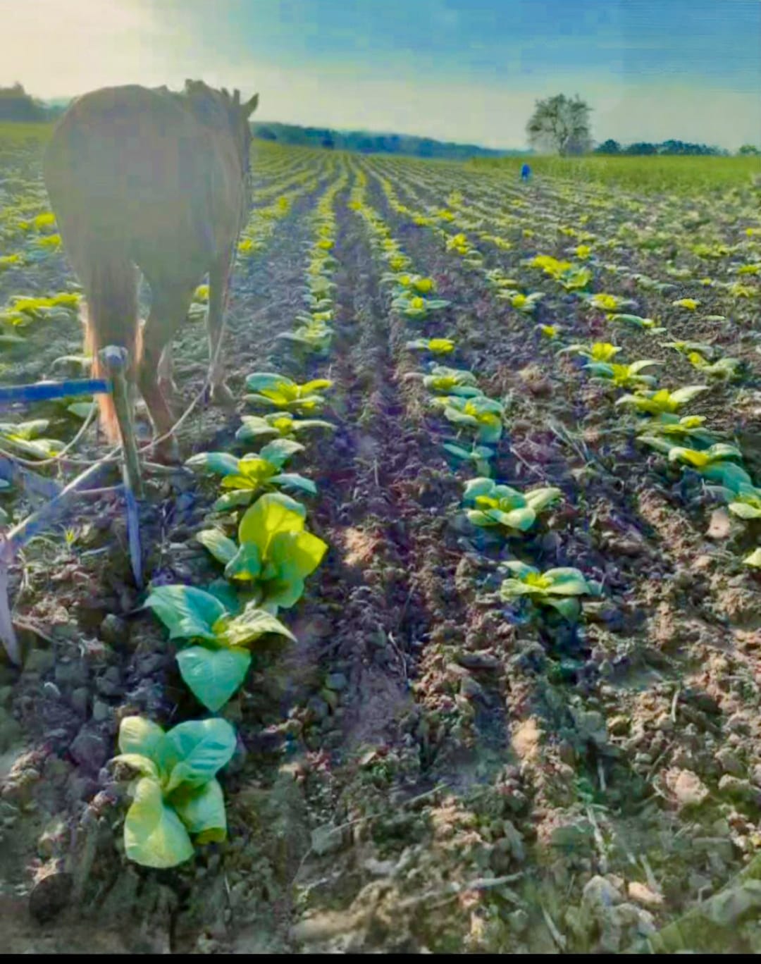 Preparación del surco con yunta entre hileras de tabaco recién trasplantado