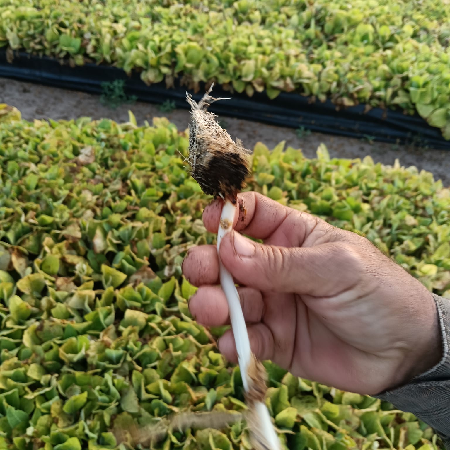 Inspección de plántula de tabaco con raíz desarrollada
