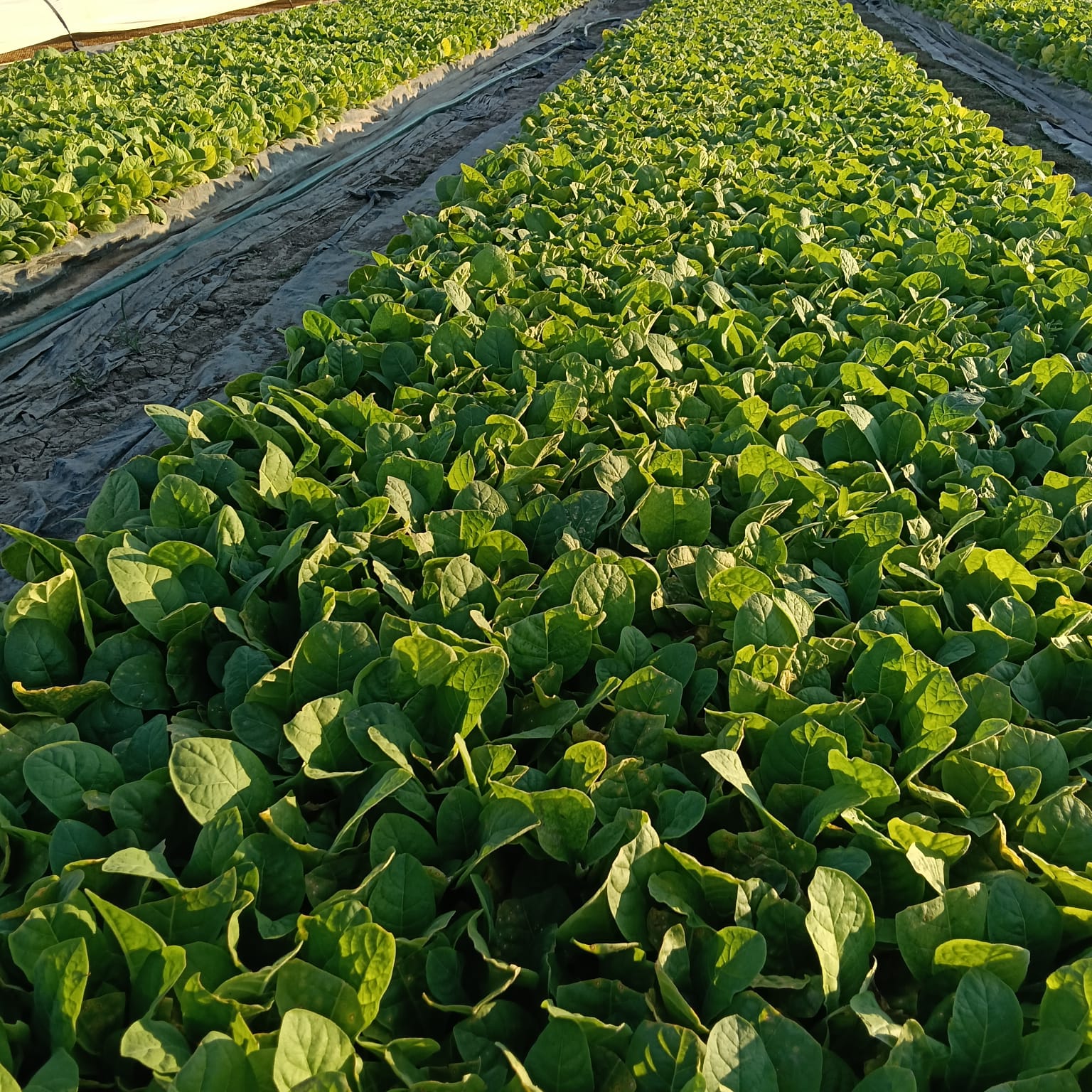 Hileras de tabaco en pleno crecimiento bajo manejo agronómico